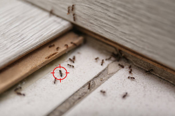 Flea Control Services in Powell, WY