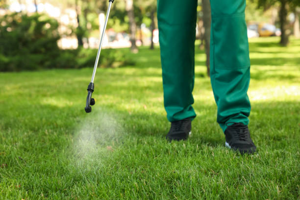 Wasp Removal Services in Powell, WY