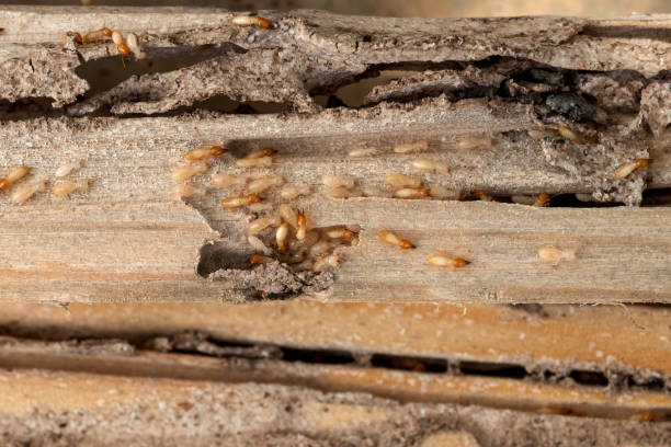 Best Local Pest Control Services  in Powell, WY